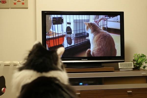 【彼氏・旦那】食事中テレビ見ますか?
