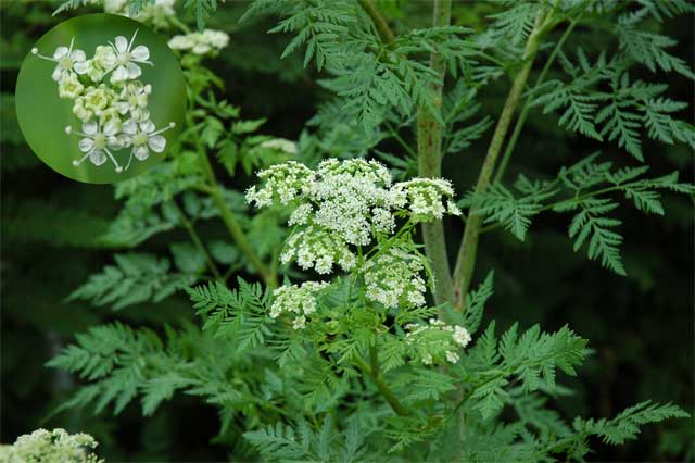 誕生花❁*·⑅マニアック