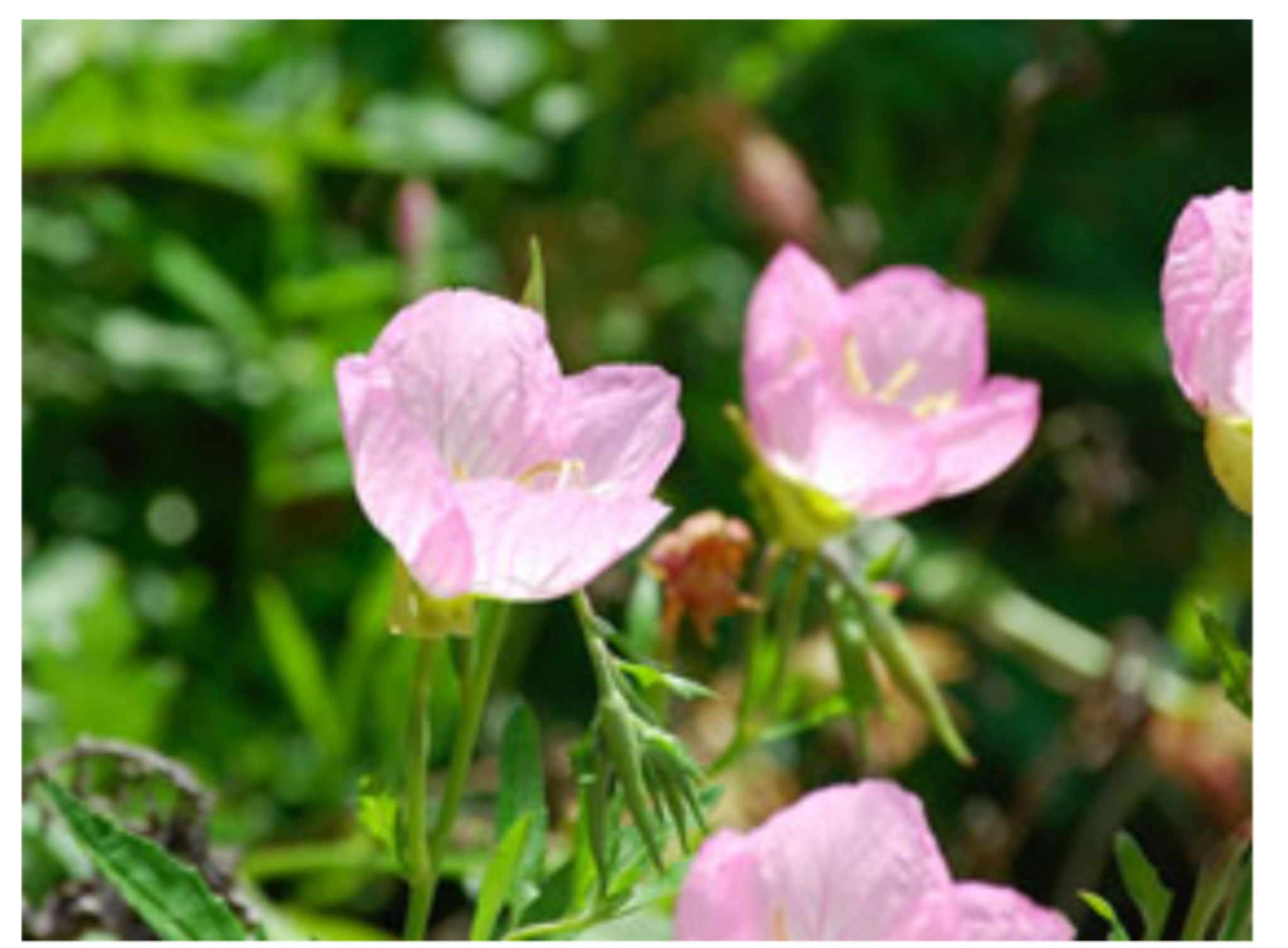 誕生花❁*·⑅マニアック