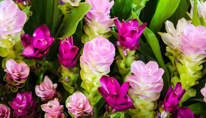 誕生花❁*·⑅マニアック