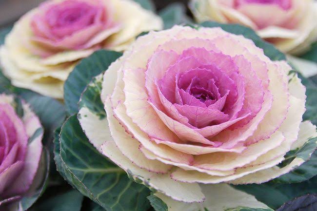 誕生花❁*·⑅マニアック