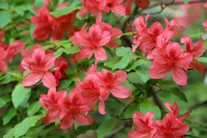 誕生花❁*·⑅マニアック