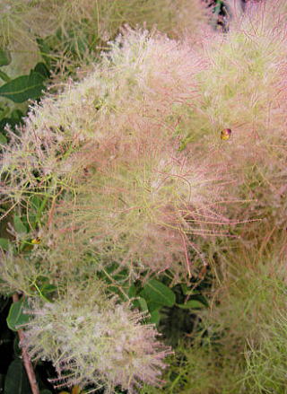 誕生花❁*·⑅マニアック