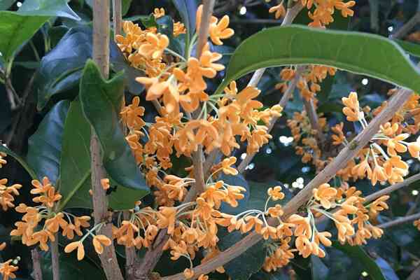 誕生花❁*·⑅マニアック