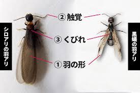 羽アリ大量発生！