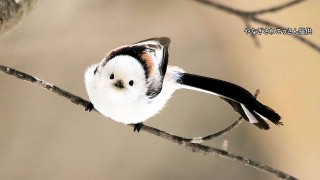 シマエナガちゃんに癒されるトピ Part2