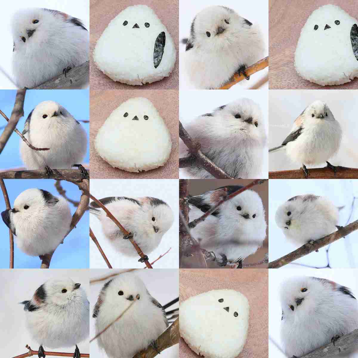 シマエナガちゃんに癒されるトピ Part2