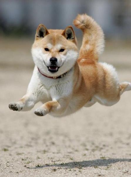 【ネタ】いろんな画像に「トトロいたもん」をつけるトピpart3