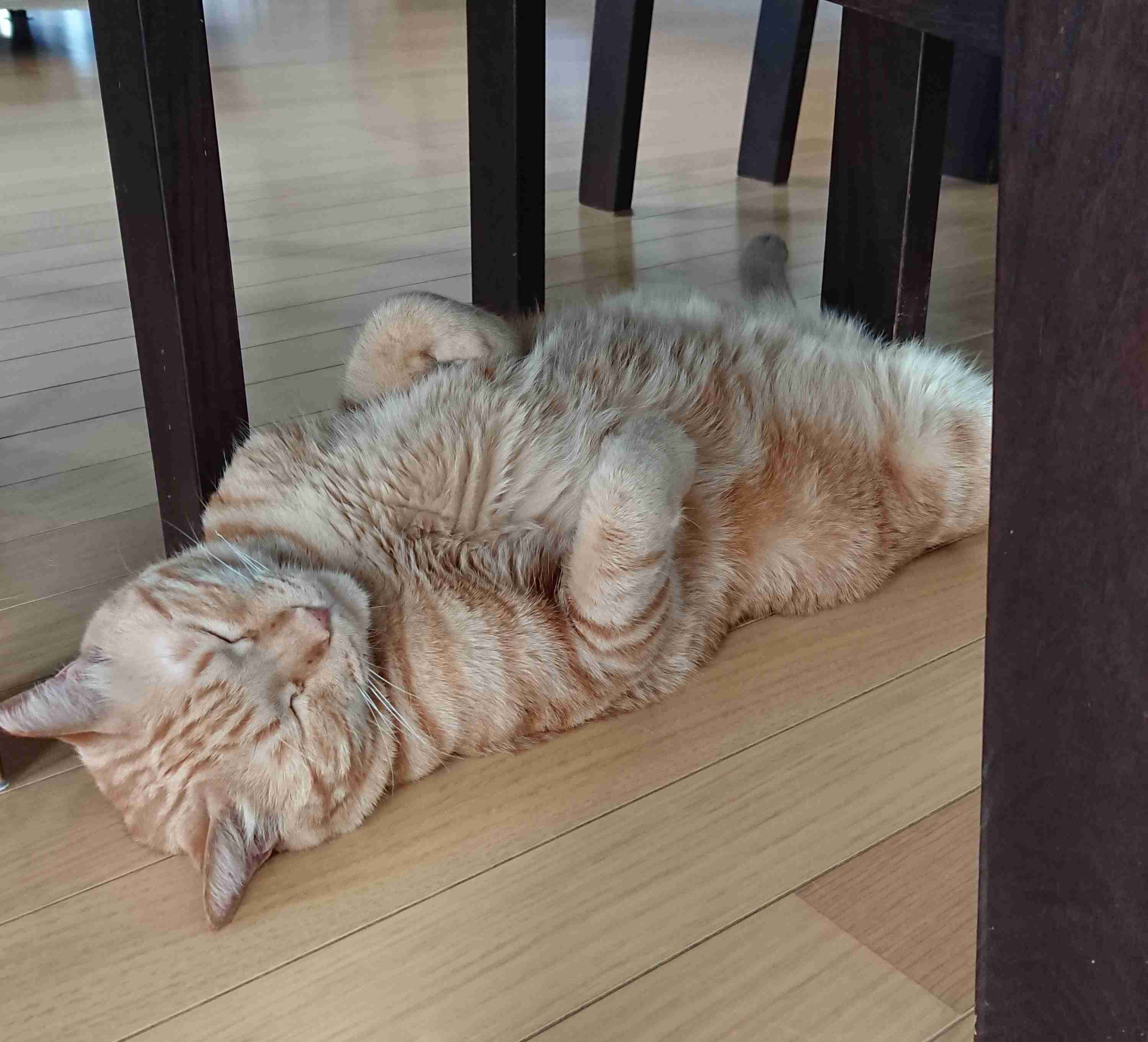 【ネタ】いろんな画像に「トトロいたもん」をつけるトピpart3