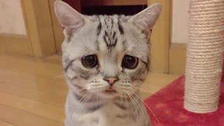 【ネタ】いろんな画像に「トトロいたもん」をつけるトピpart3