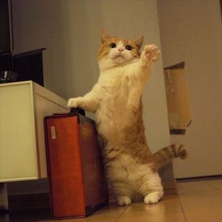 【ネタ】いろんな画像に「トトロいたもん」をつけるトピpart3