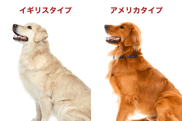 ゴールデンレトリバーを語ろう！part2