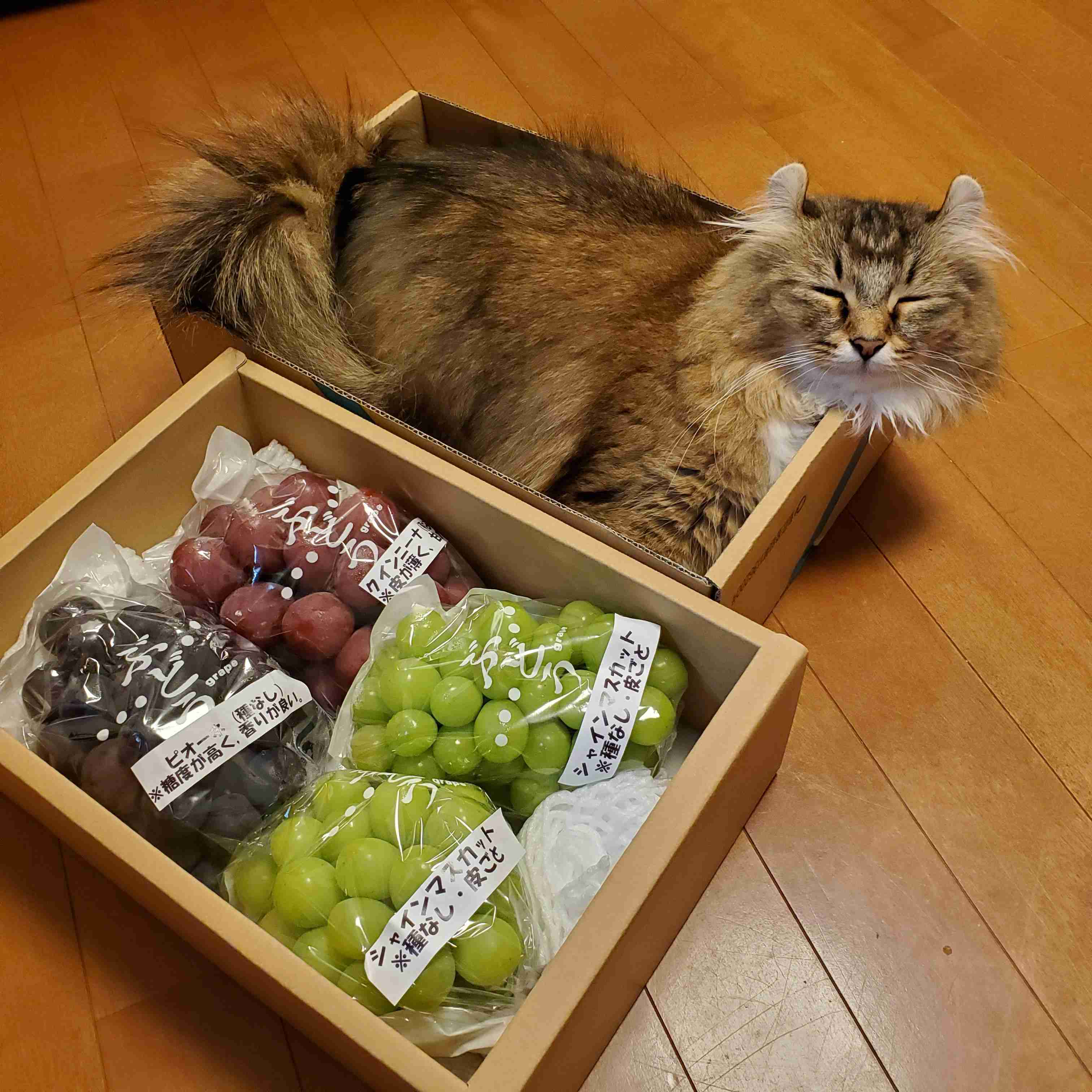 シャインマスカットが好きな人!