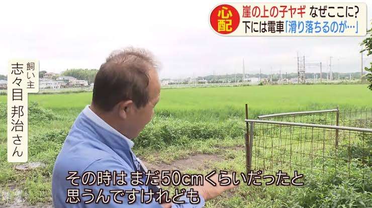 崖の上のヤギ、誘い出し作戦も失敗　騒動から2カ月半　猛暑の中、元気に“朝ごはん”