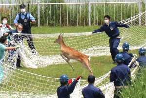 崖の上のヤギ、誘い出し作戦も失敗　騒動から2カ月半　猛暑の中、元気に“朝ごはん”