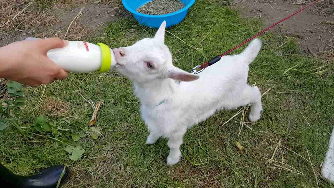 崖の上のヤギ、誘い出し作戦も失敗　騒動から2カ月半　猛暑の中、元気に“朝ごはん”