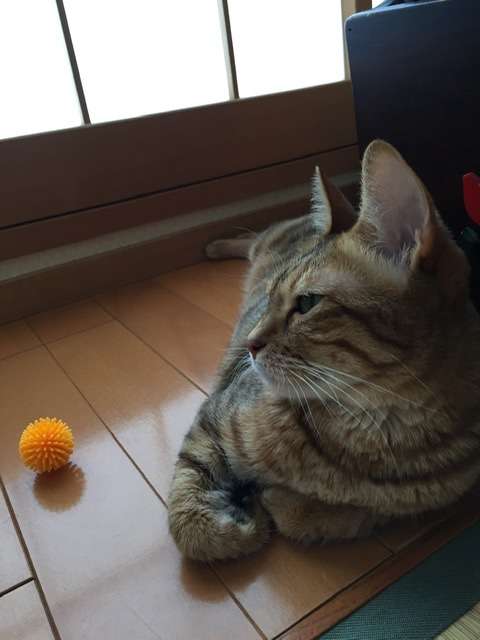 がるちゃん猫カフェ53号店 開店しました♪(初めての方も大歓迎!!)