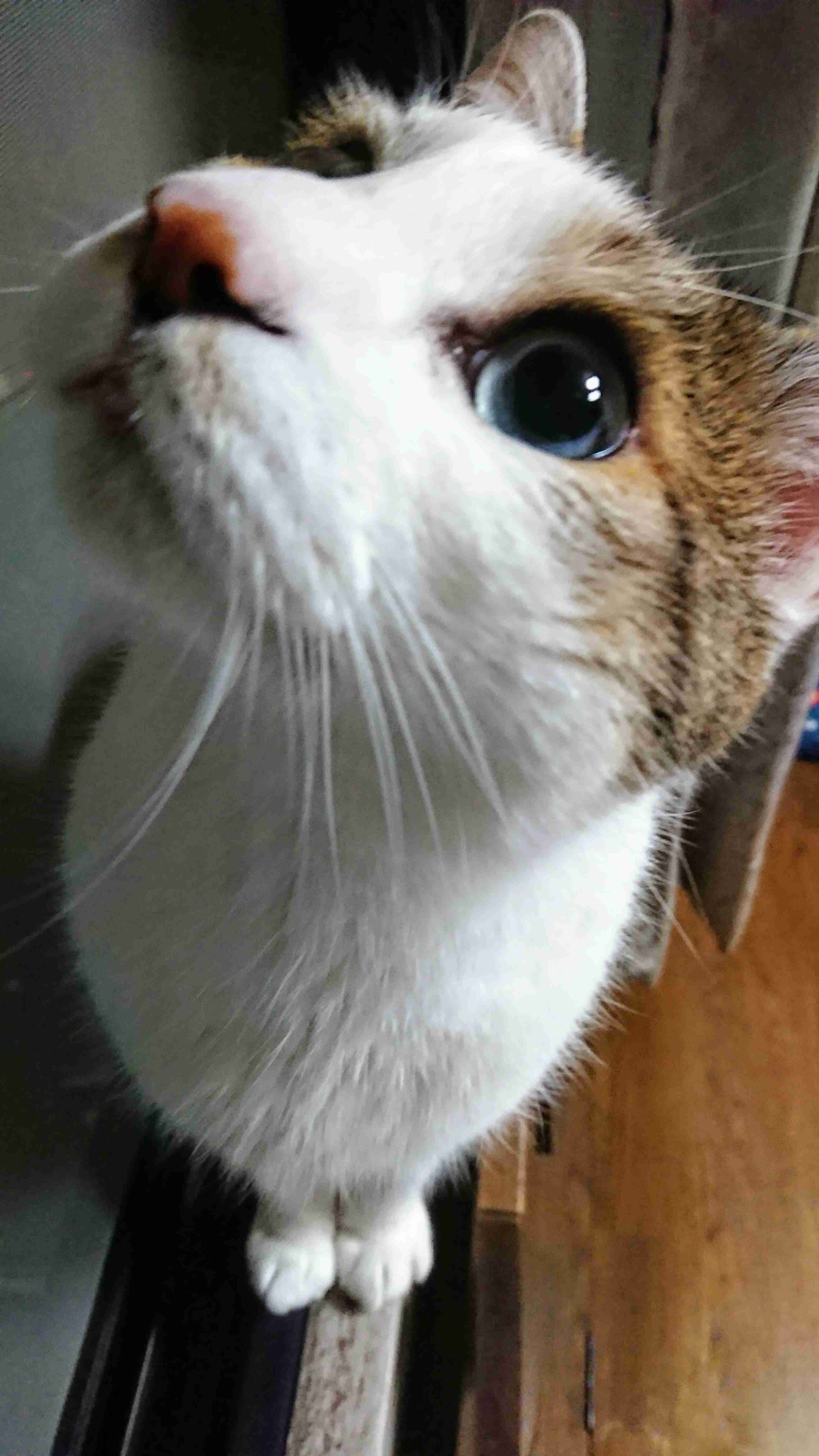 がるちゃん猫カフェ53号店 開店しました♪(初めての方も大歓迎!!)
