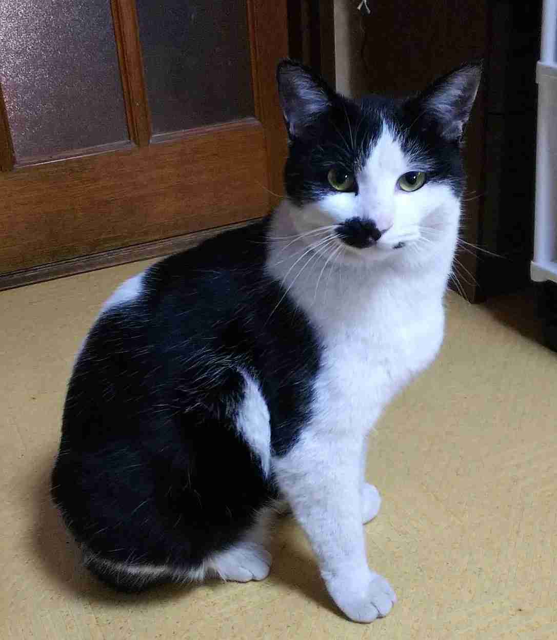 がるちゃん猫カフェ53号店 開店しました♪(初めての方も大歓迎!!)