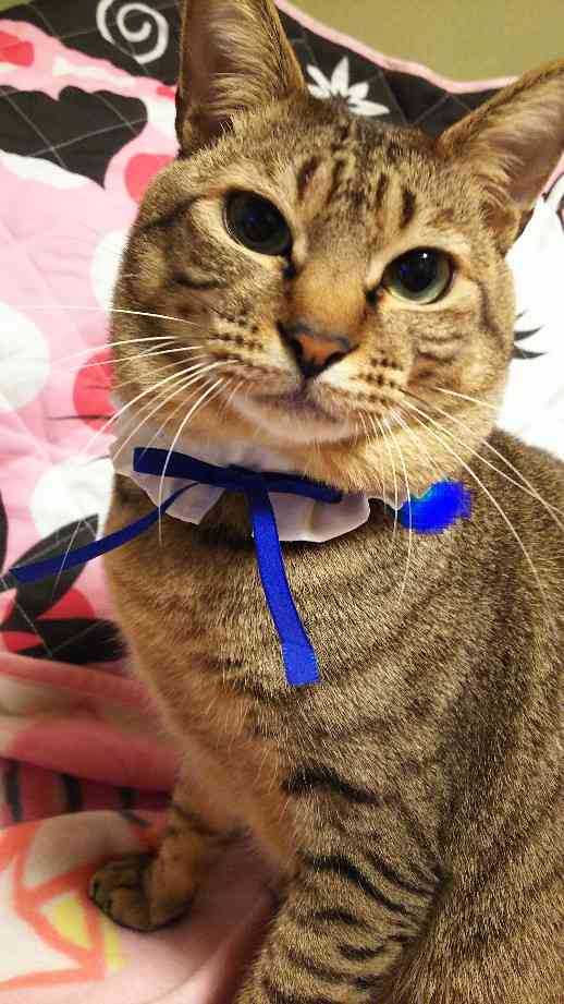 がるちゃん猫カフェ53号店 開店しました♪(初めての方も大歓迎!!)