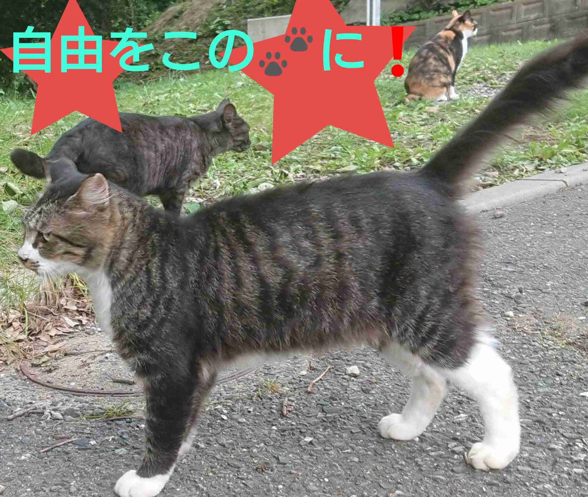 がるちゃん猫カフェ53号店 開店しました♪(初めての方も大歓迎!!)