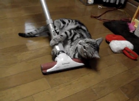 がるちゃん猫カフェ53号店 開店しました♪(初めての方も大歓迎!!)