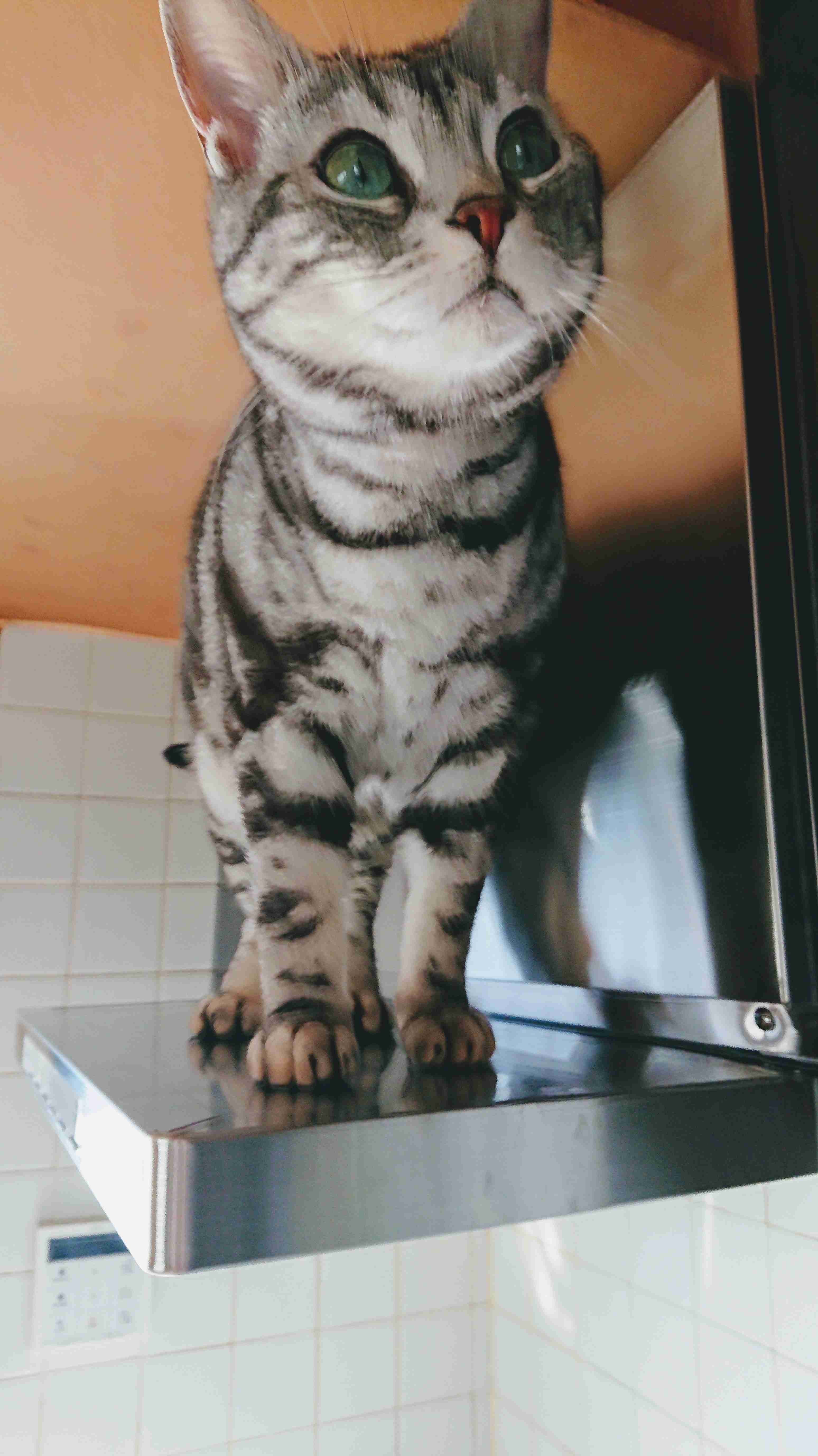 がるちゃん猫カフェ53号店 開店しました♪(初めての方も大歓迎!!)