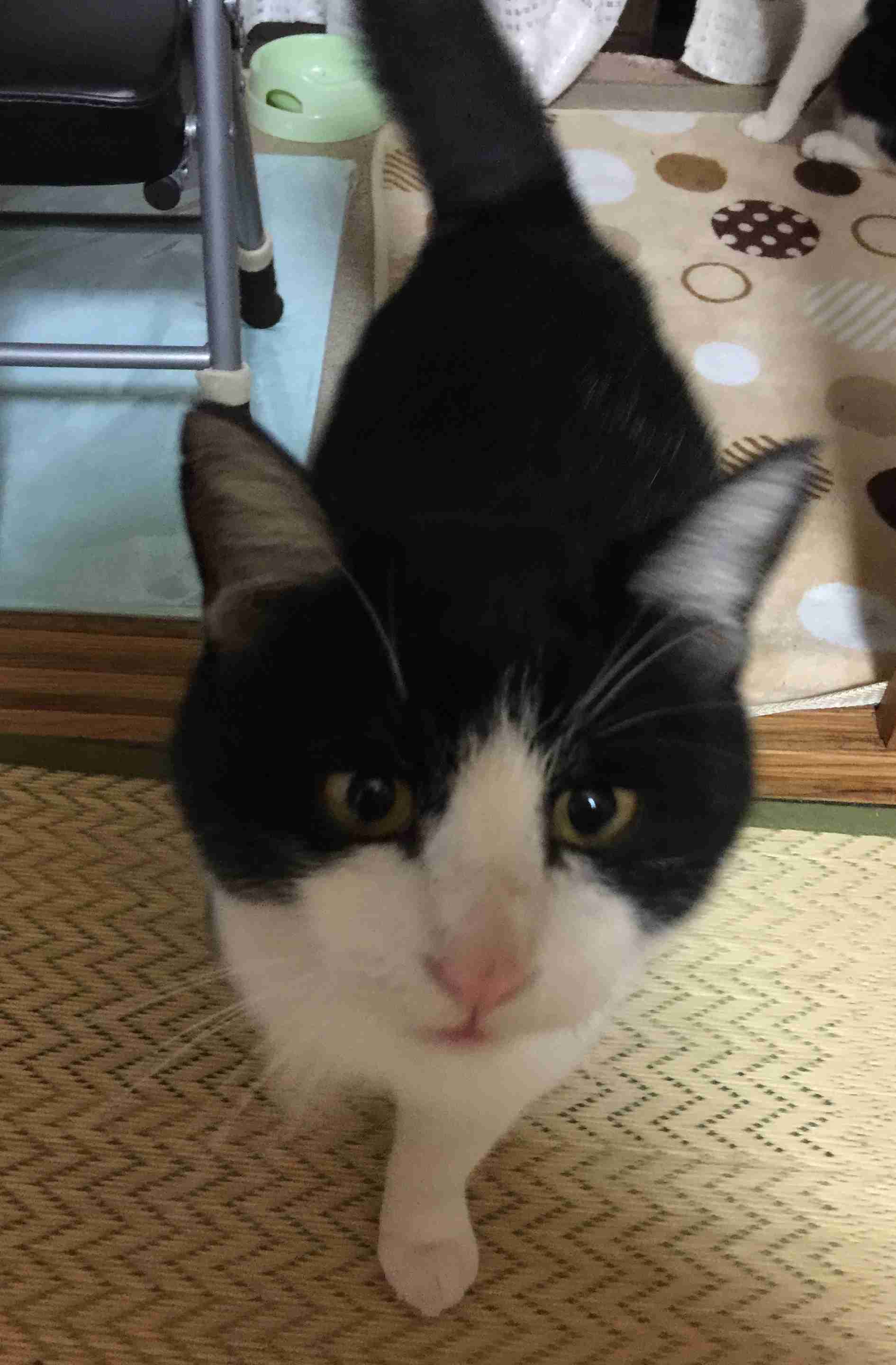 がるちゃん猫カフェ53号店 開店しました♪(初めての方も大歓迎!!)