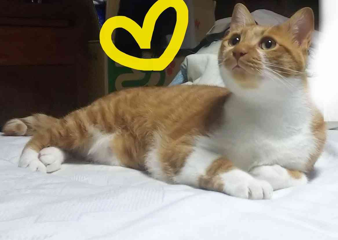 がるちゃん猫カフェ53号店 開店しました♪(初めての方も大歓迎!!)