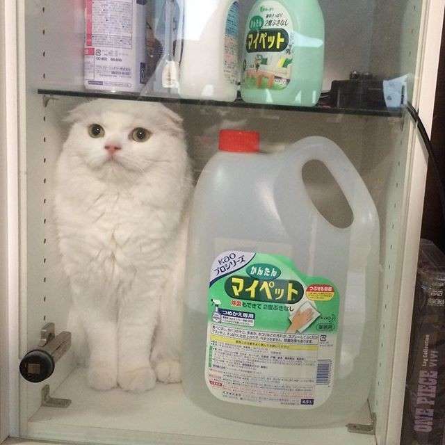 かくれんぼしている動物たち