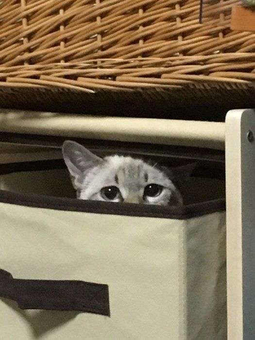かくれんぼしている動物たち