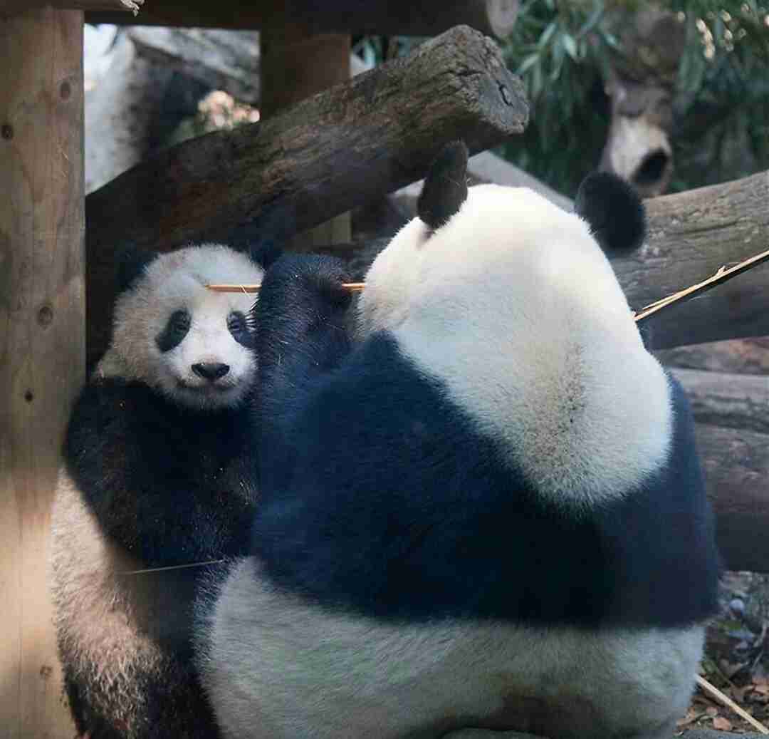 かくれんぼしている動物たち