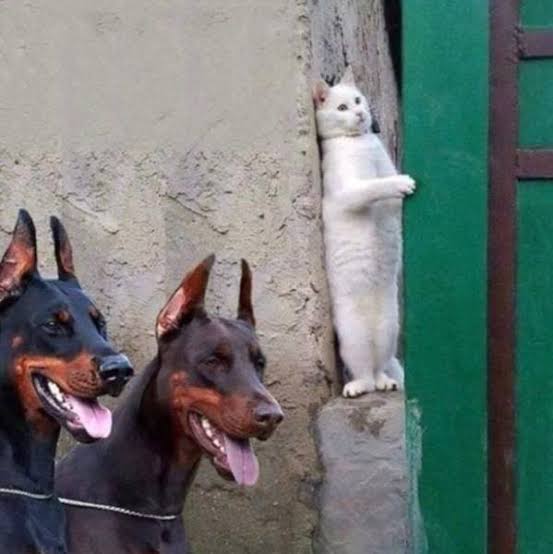 かくれんぼしている動物たち