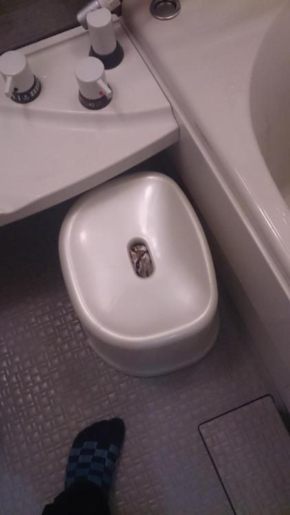 かくれんぼしている動物たち