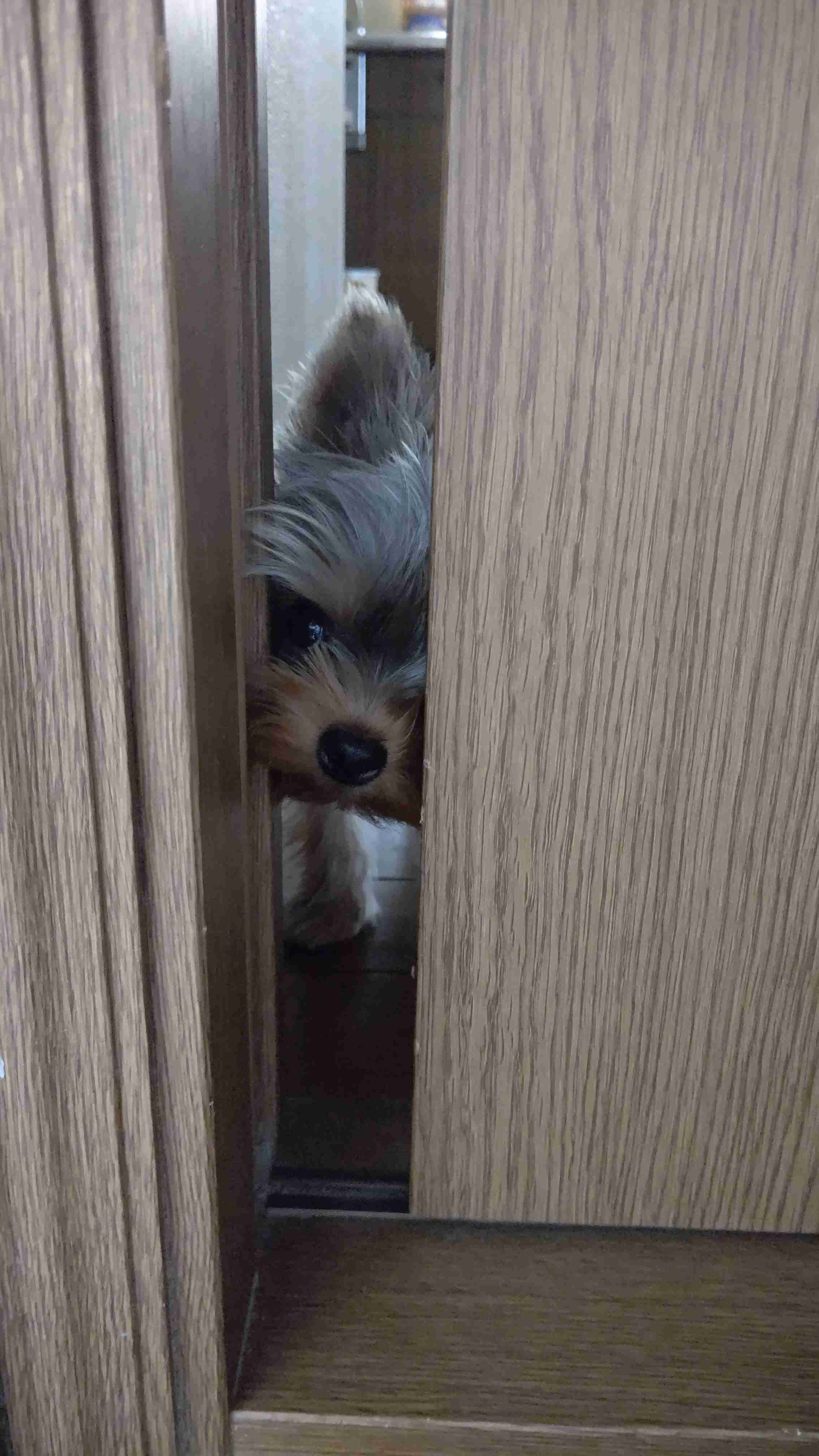 かくれんぼしている動物たち