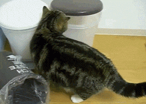 かくれんぼしている動物たち