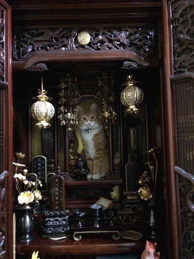 かくれんぼしている動物たち