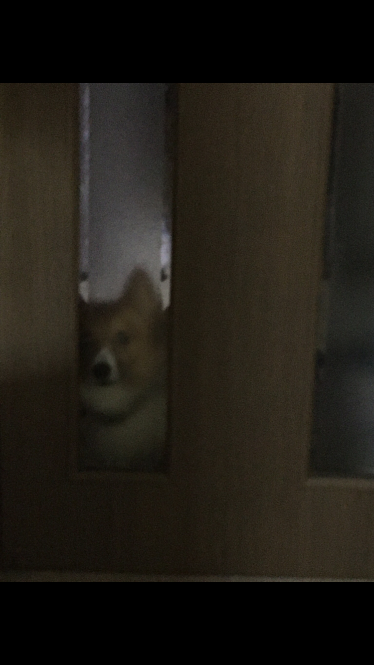 かくれんぼしている動物たち