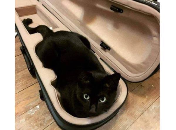 かくれんぼしている動物たち
