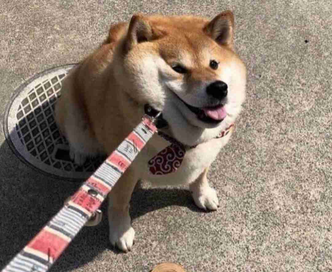 犬あるある ガールズちゃんねる Girls Channel