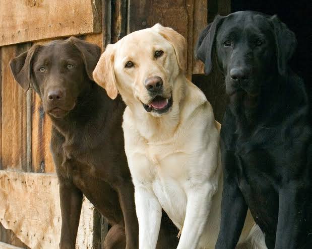 「大型犬」が好きな人いますか?