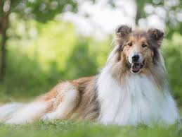 「大型犬」が好きな人いますか?