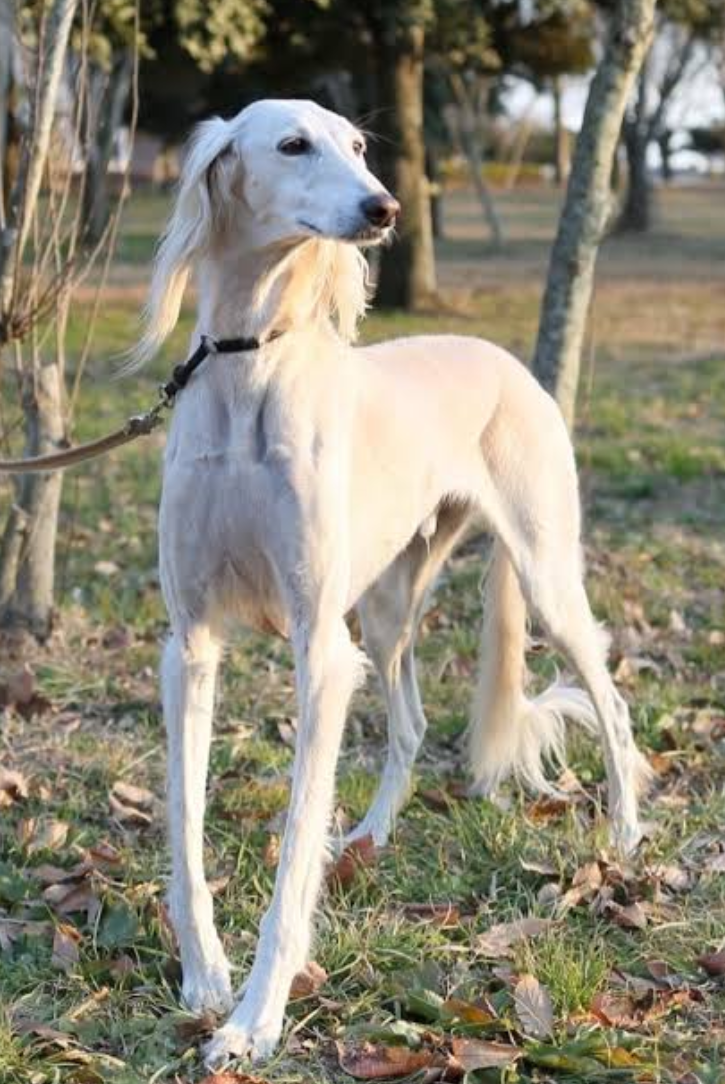 「大型犬」が好きな人いますか?