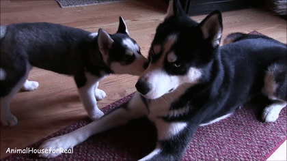 「大型犬」が好きな人いますか?