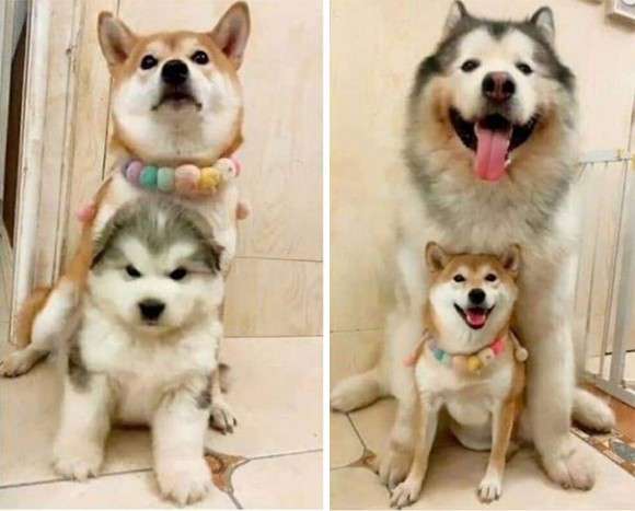「大型犬」が好きな人いますか?