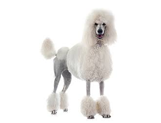 「大型犬」が好きな人いますか?