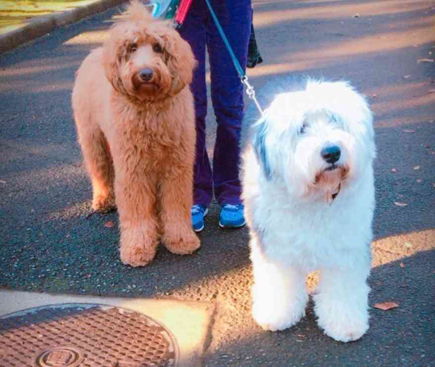 「大型犬」が好きな人いますか?