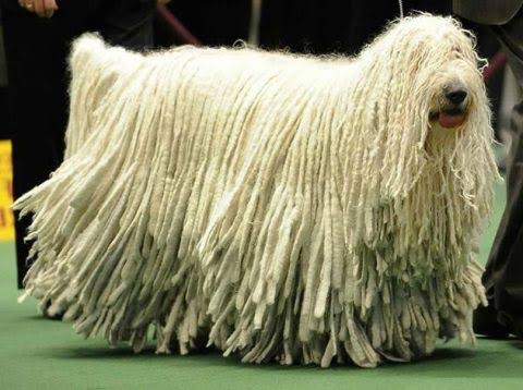 「大型犬」が好きな人いますか?