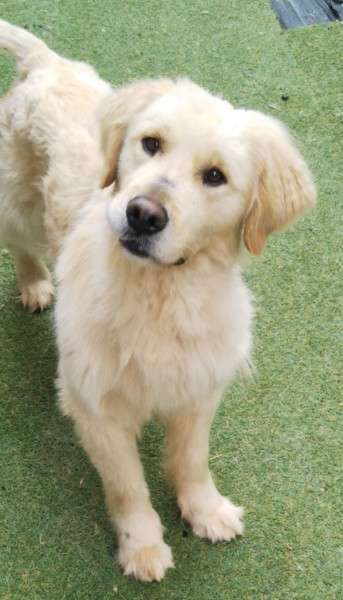 「大型犬」が好きな人いますか?