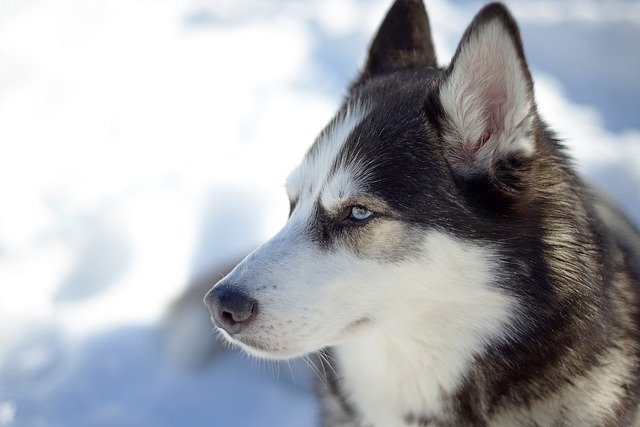 「大型犬」が好きな人いますか?